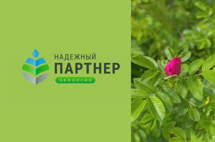 Всероссийский конкурс лучших региональных природоохранных практик “Надежный партнер – Экология”